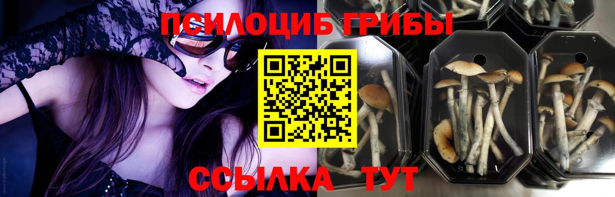 Псилоцибиновые грибы Psilocybe  Вход с VPN  Галлюциногенные грибы MAGIC MUSHROOMS  Ессентуки 